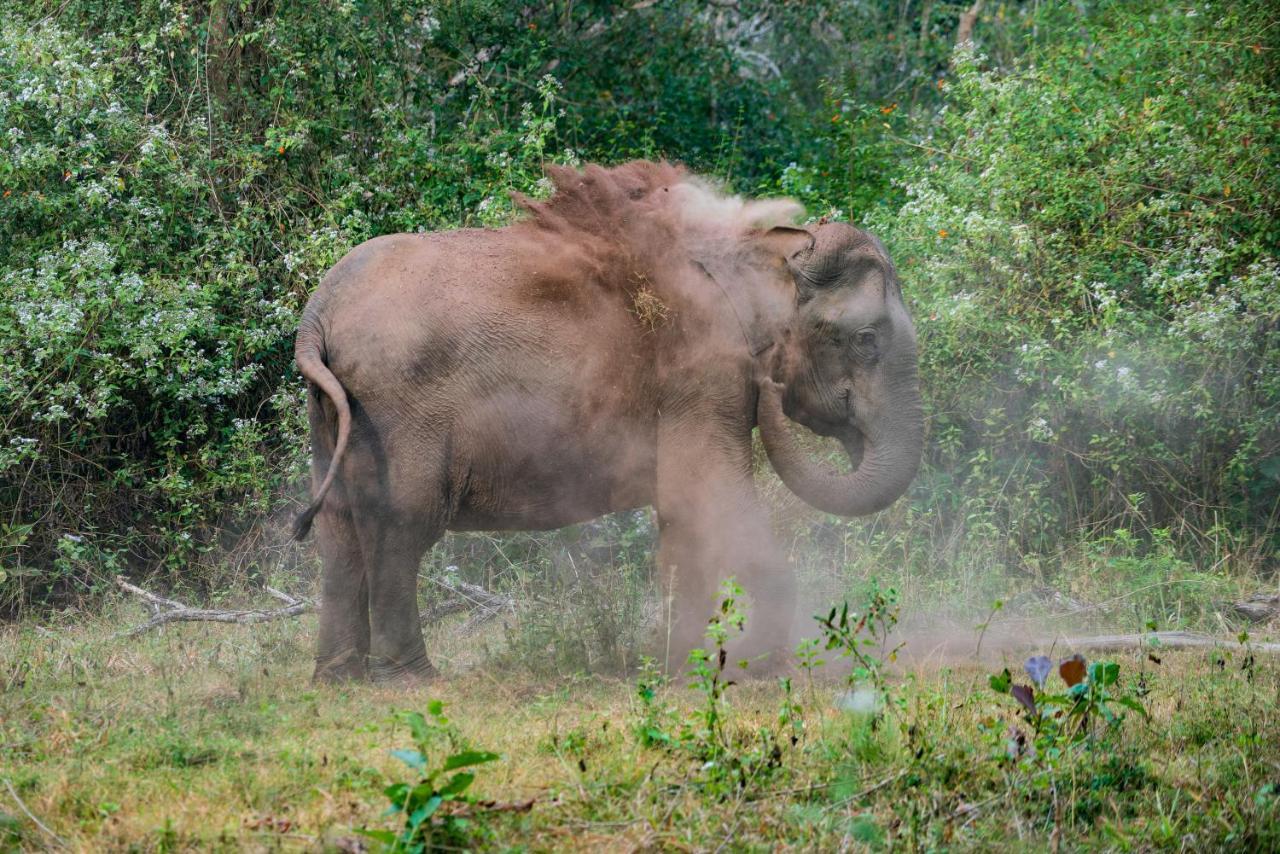 Kaav Safari Lodge, Kabini Begūr Εξωτερικό φωτογραφία